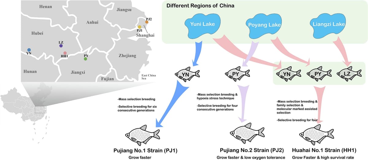 Whole-genome re-sequencing reveals genetic structure and selection signals of different populations in Megalobrama amblycephala